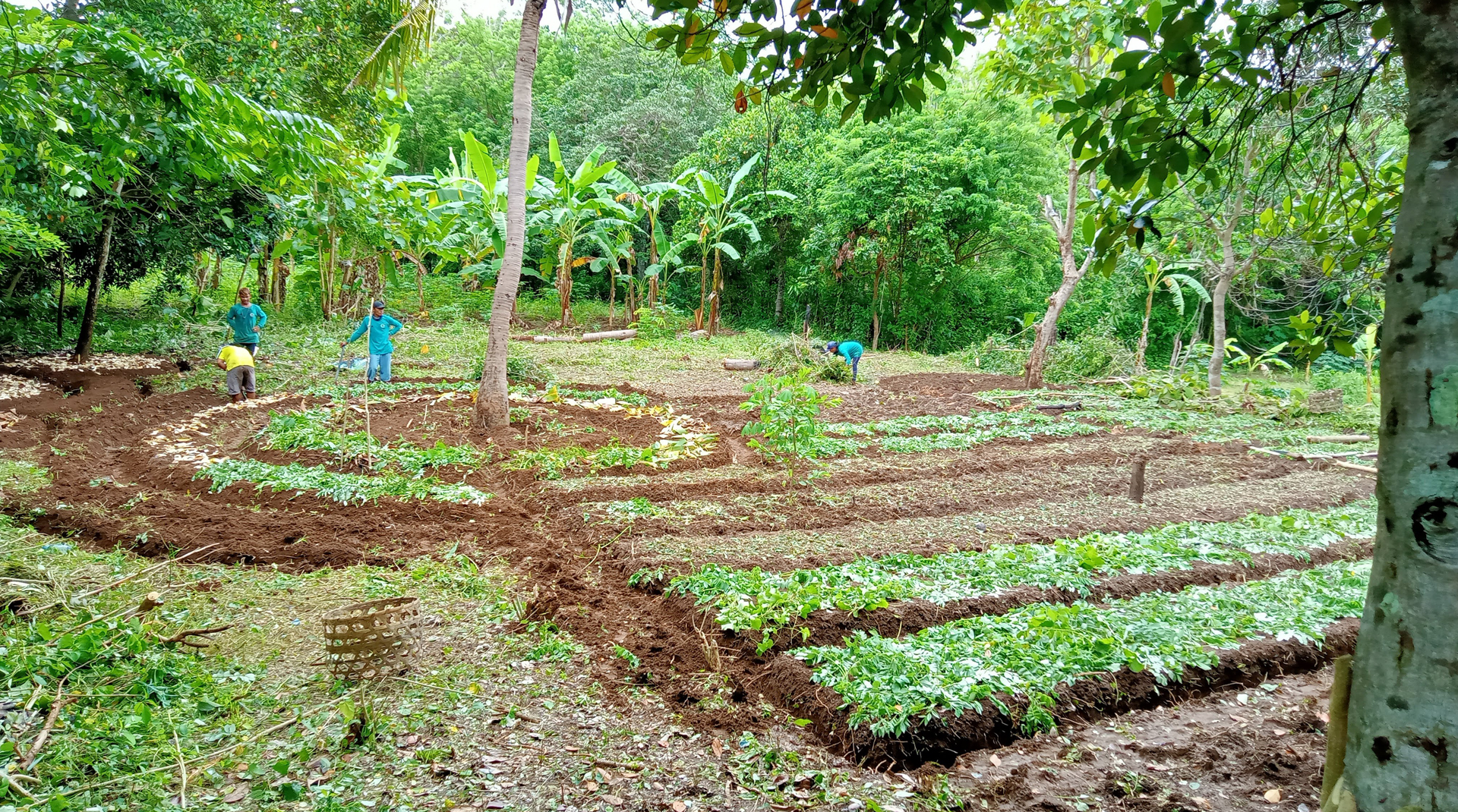 Permaculture community garden in Nusa Lembongan, Bali