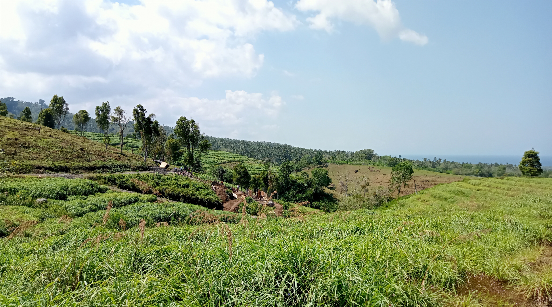 Permaculture garden, citronella plantation and cloves plantation in Pekutatan, Jembrana, Bali