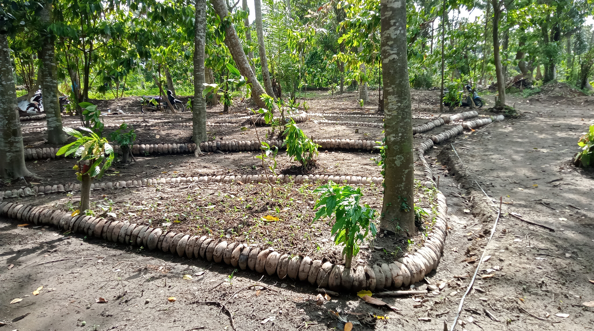 Permaculture garden and food forest in Saba, Gianyar, Bali
