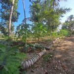 Saba, Gianyar, Bali, Indonesia regenerative permaculture food forest