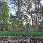 Saba, Gianyar, Bali, Indonesia regenerative permaculture food forest