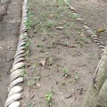 Food forest and permaculture garden in Saba, Gianyar, Bali, Indonesia
