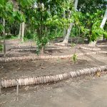 Food forest and permaculture garden in Saba, Gianyar, Bali, Indonesia