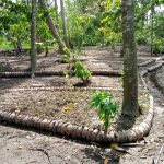 Food forest and permaculture garden in Saba, Gianyar, Bali, Indonesia