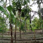Food forest and permaculture garden in Saba, Gianyar, Bali, Indonesia