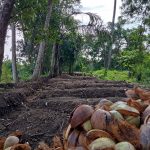 Food forest and permaculture garden in Saba, Gianyar, Bali, Indonesia