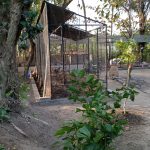 Saba, Gianyar, Bali, regenerative permaculture food forest