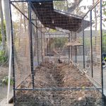 Saba, Gianyar, Bali, regenerative permaculture food forest