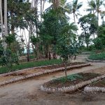 Saba, Gianyar, Bali, regenerative permaculture food forest