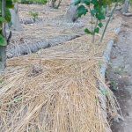 Saba, Gianyar, Bali, regenerative permaculture food forest