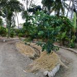 Saba, Gianyar, Bali, regenerative permaculture food forest