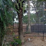 Saba, Gianyar, Bali, regenerative permaculture food forest