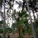 Saba-Gianyar-Bali-Permaculture-Food-Forest