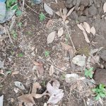 Food forest and permaculture garden in Saba, Gianyar, Bali, Indonesia